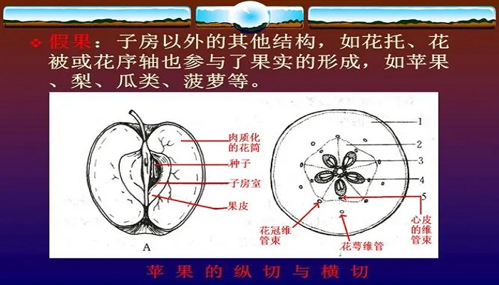 果实的结构