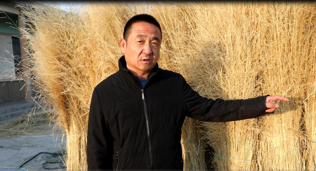 【奋进新征程 建功新时代】金昌:"山湾金扫帚"小产业拓宽致富路