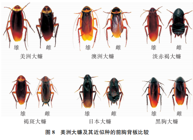 美洲大蠊抗癌效果图片