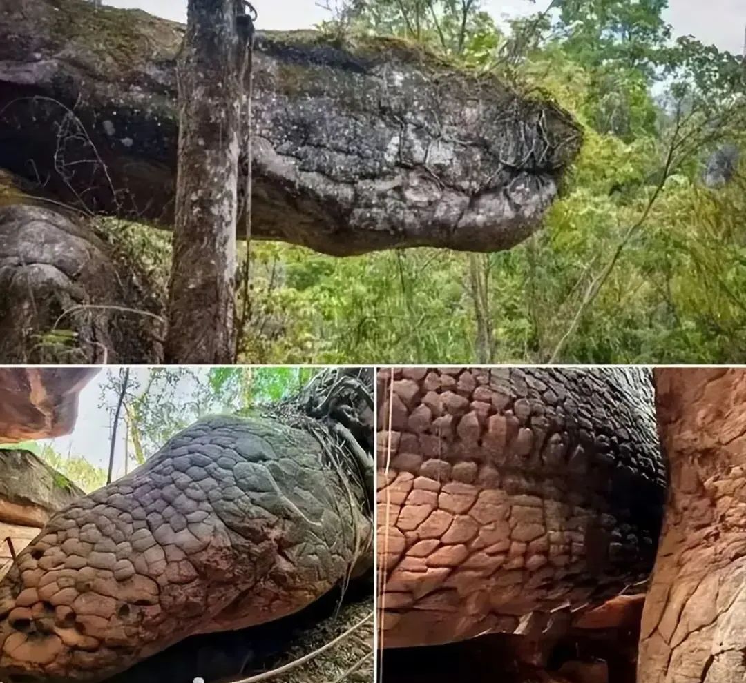 众多稀奇古怪的图片,每一张都让人大开眼界