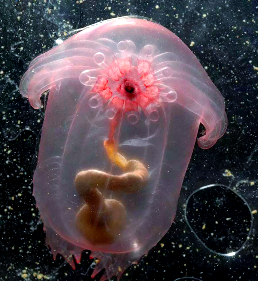 探索神秘海洋生物:你了解这些不为人知的海洋生物吗?