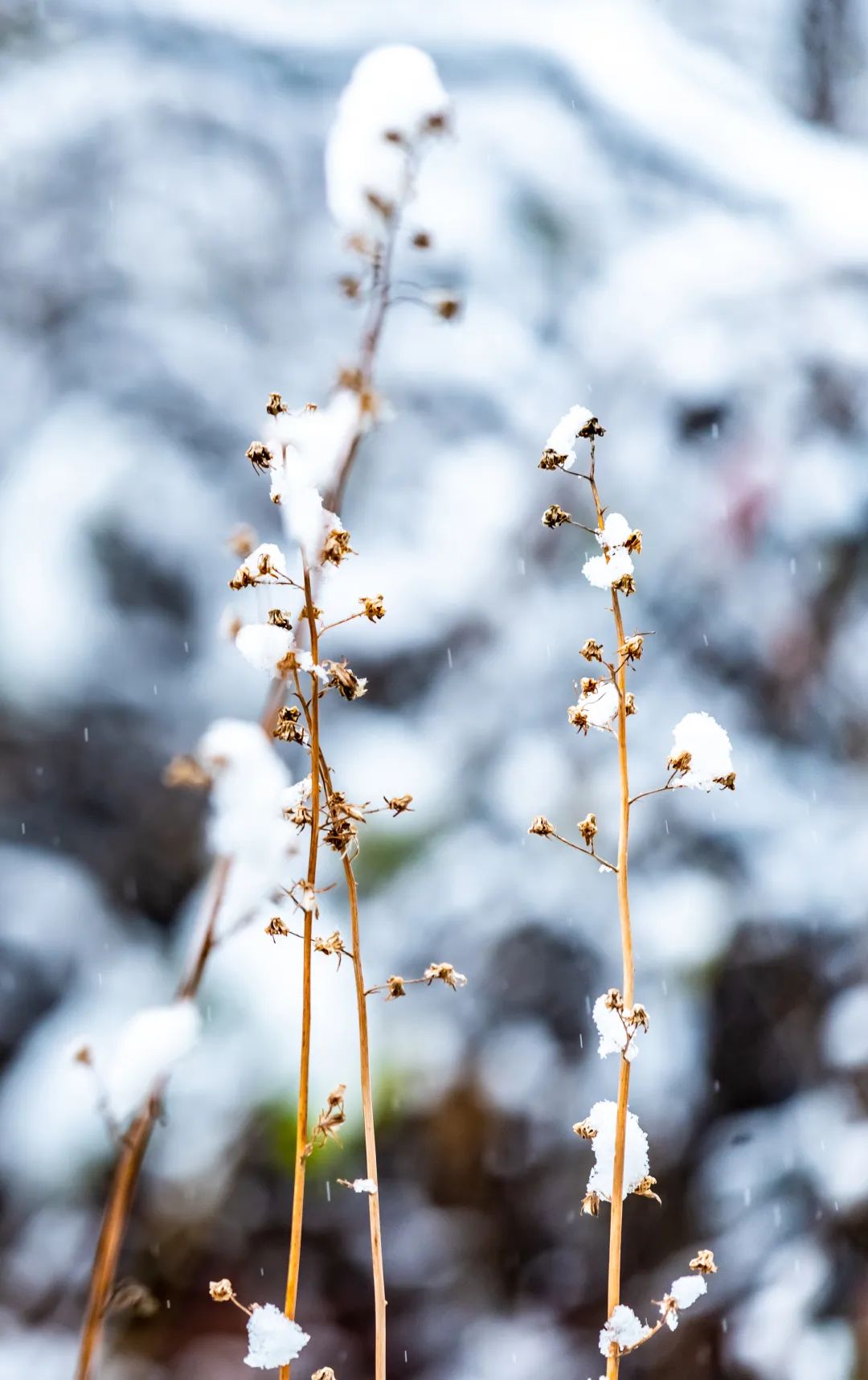 遇建一场初雪