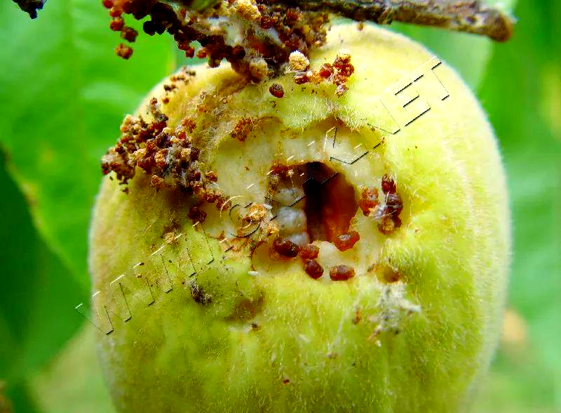 多种药剂防治桃蛀螟的效果对比,甲维盐与灭幼脲混配效果更佳!