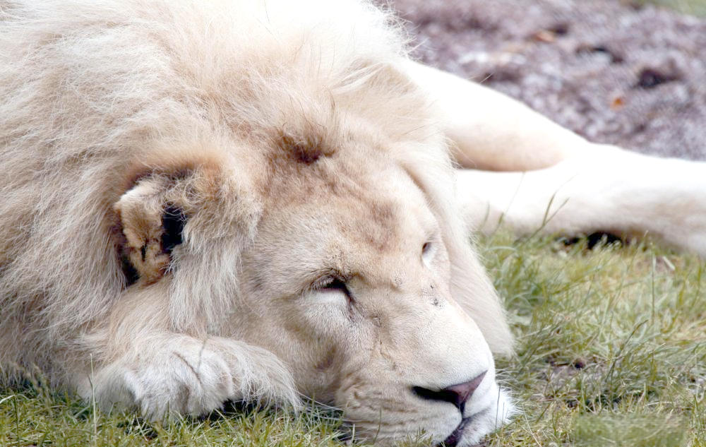 白狮:非洲狮的稀有变种,探寻其独特生活与繁育