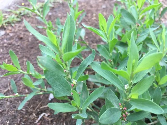 萹蓄丨也叫“猪牙草”、“扁竹”,农村田野常见杂草,还可入药