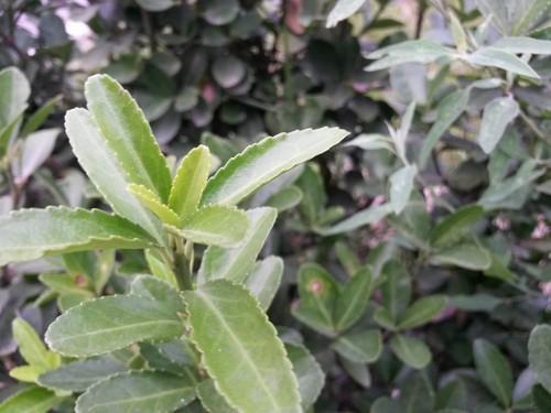 旗舰机精简版 三星galaxy s4 mini评测