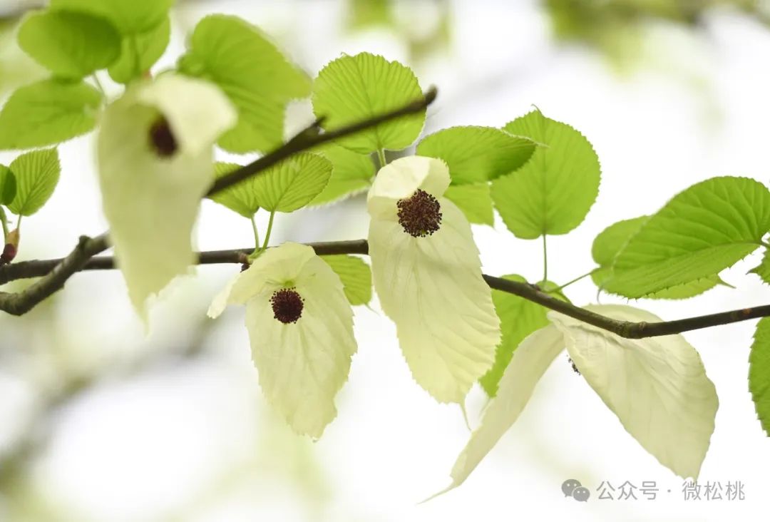 鸽子花梵净山图片