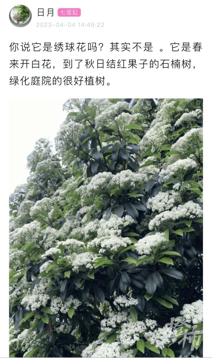 石楠花誉为"最污花",味道不同寻常,为什么还要广泛栽种?