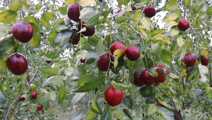 宁阳:大枣成熟季,红彤彤满枝头