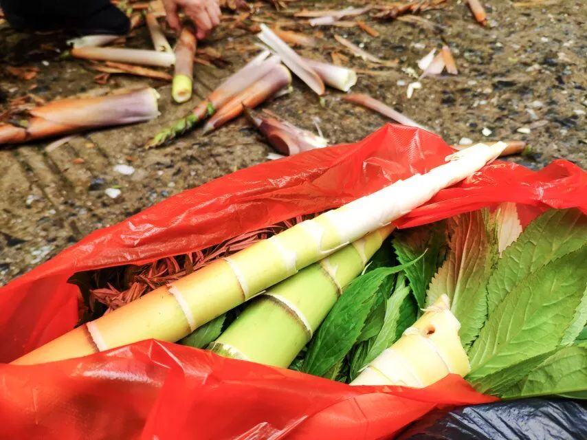 一年四季有吃的实心笋