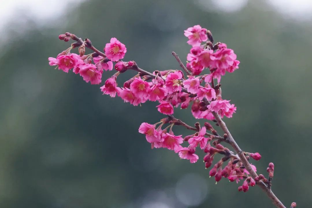珍惜今天的阳光,雨天又"待命"!上海第一波早樱已开放→