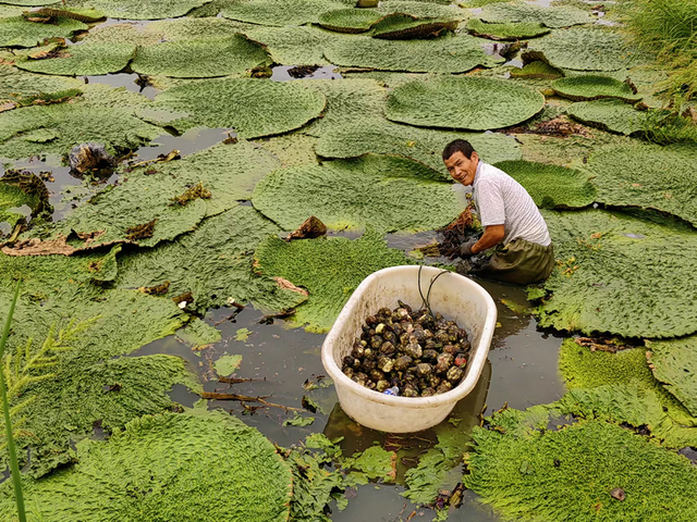 小小鸡头籽变身增收金豆豆