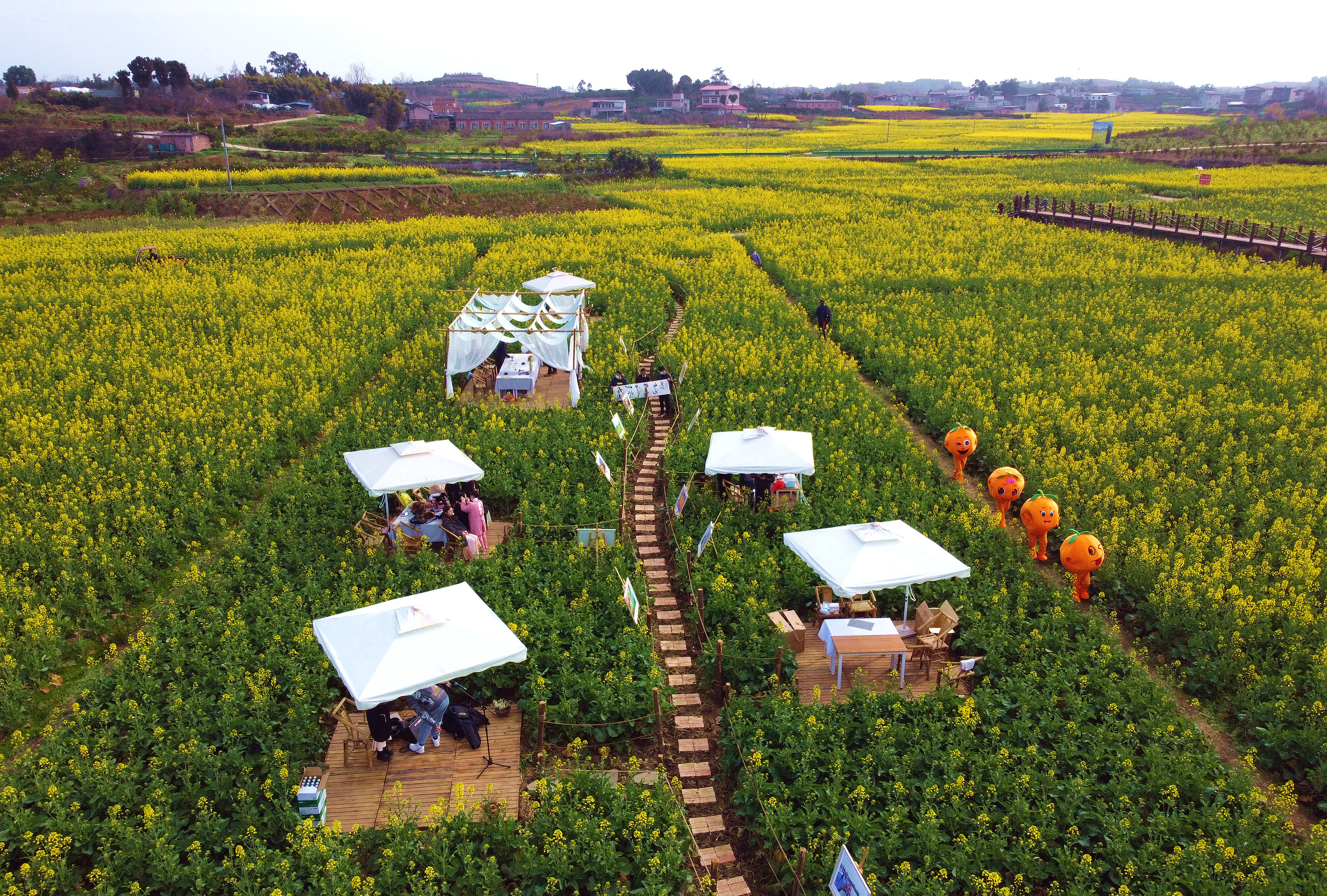 走进山水中,醉在春光里——金堂邀您共赏万亩油菜花海