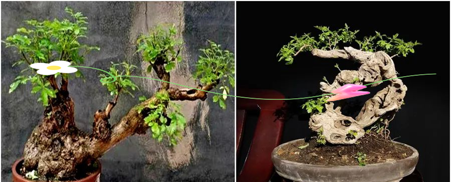 黄荆盆景造型图片大全