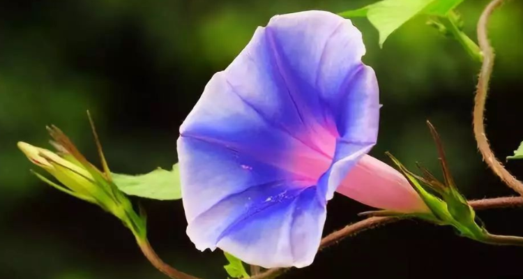 凌晨五点什么花开放