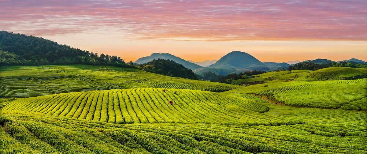 黔村 |③茶叶篇:天然氧吧的贵州茶 生态绿里的高原香