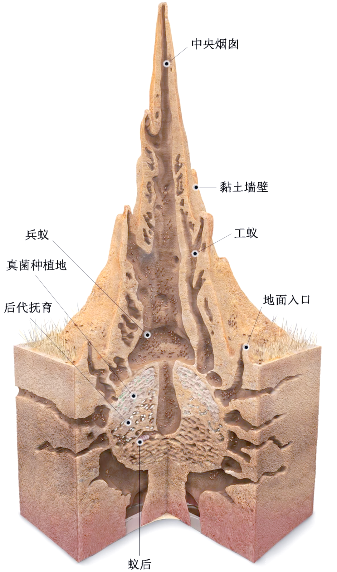 白蚁的建筑奇迹:从超级巢穴到防火智慧的启示