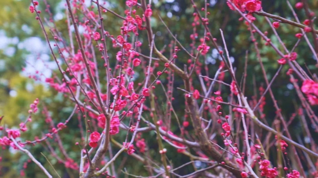 上海梅花最多的公园图片