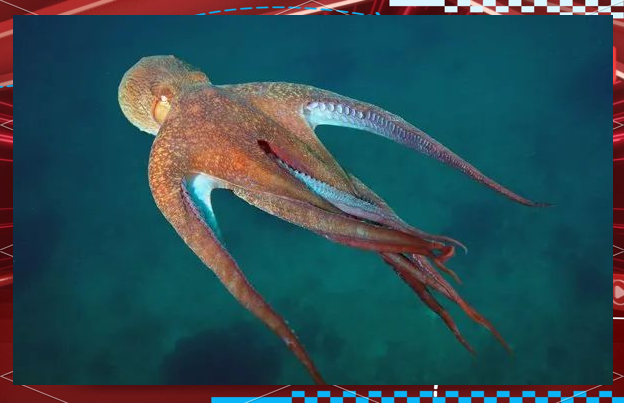 韩国渔民发现变异章鱼,众多触手引发外星生物猜测