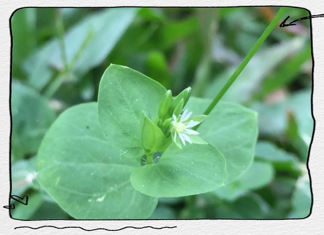 探索多样草本植物