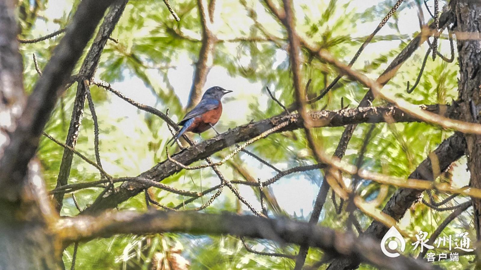 泉州鳥類家族再添兩員 慄腹磯鶇與黑頦鳳鶥現身安溪