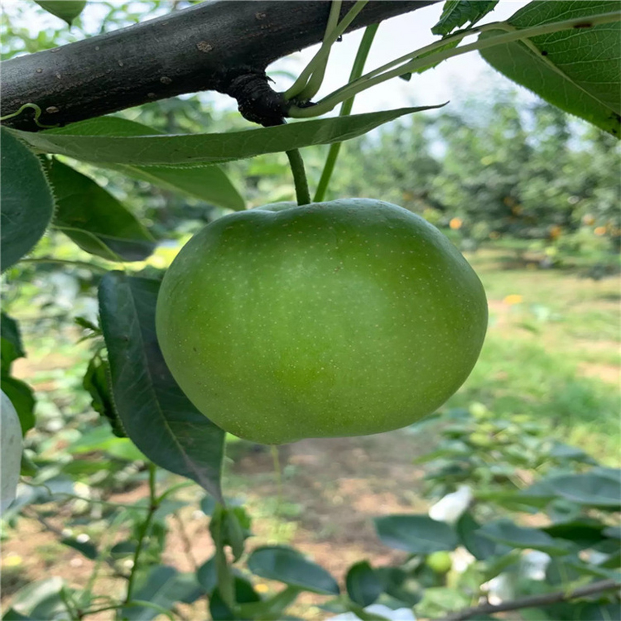 翠冠梨是浙江省农业科学院园艺研究所选育的早熟,丰产,优质,耐贮的梨