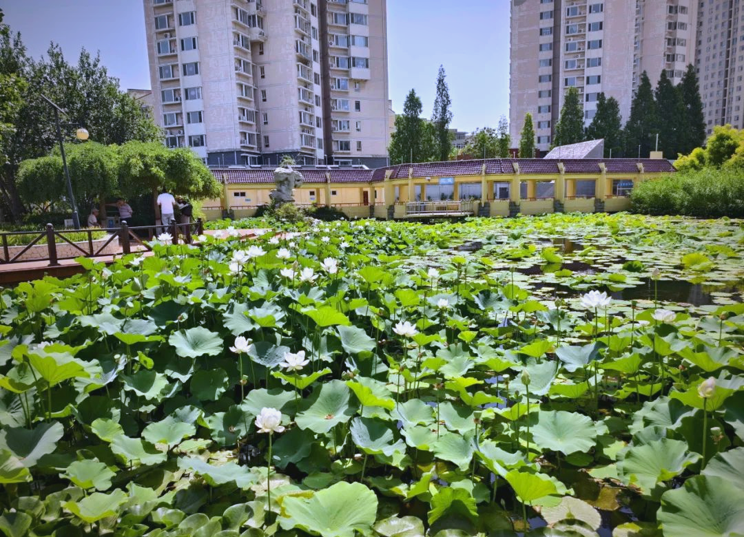 荷花盛开!夏日花卉园的生机与活力