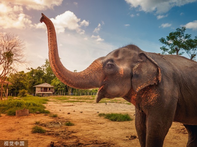 印媒:拦车吃甘蔗,泰国大象在高速路上收过路费