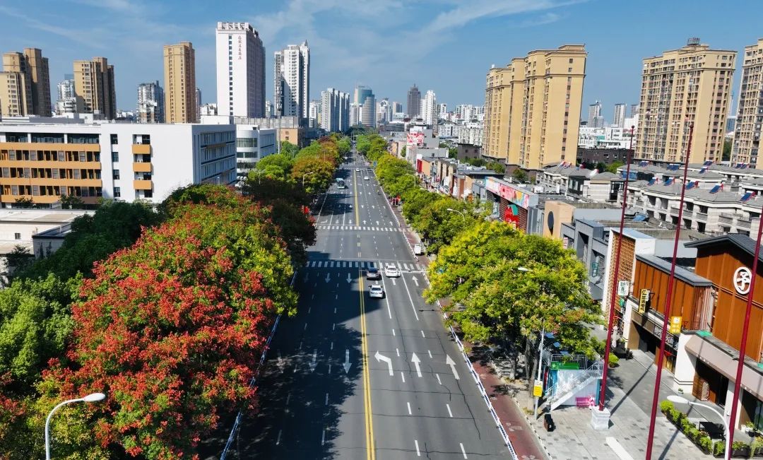 林荫路上的龙城秋色第一张就美翻了