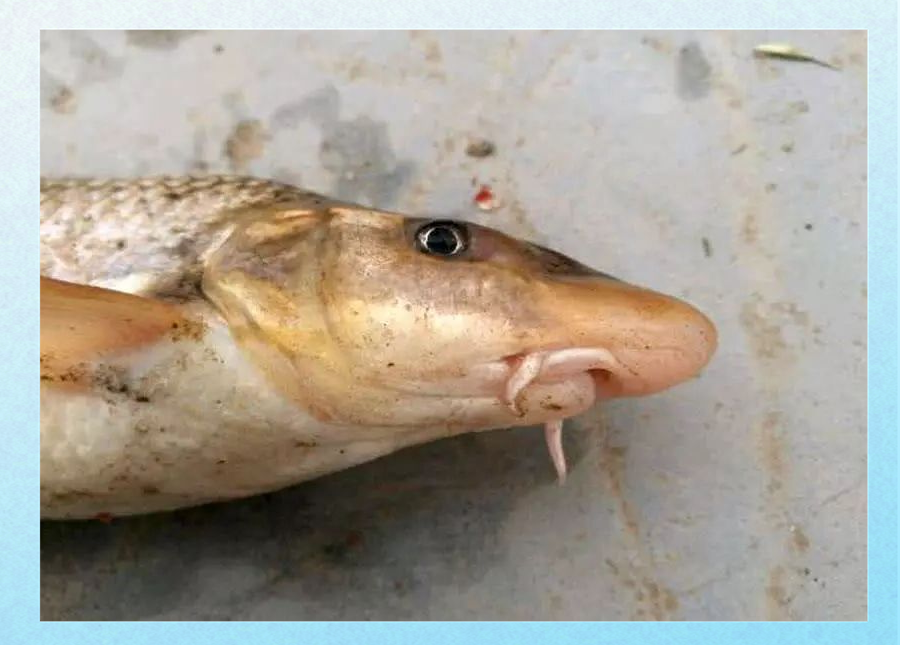 这种黄河中的稀有鱼种,被称为"鸽子鱼",曾是朝廷贡品