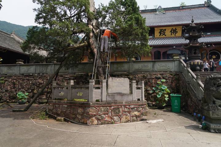 宁波天童寺千年唐柏几近枯死,经救治后重焕生机