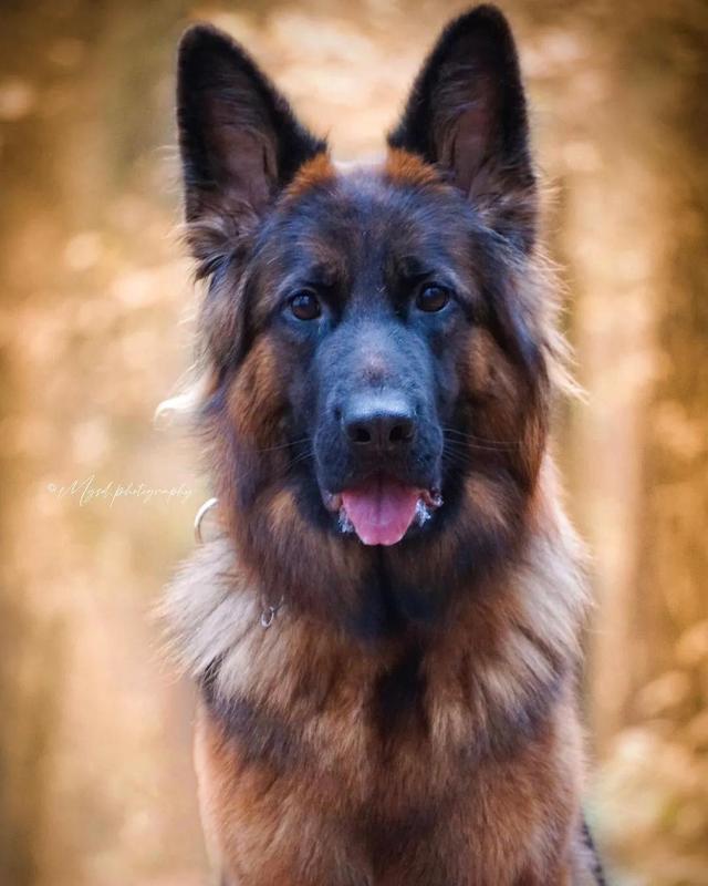 顶级德牧出售幼犬