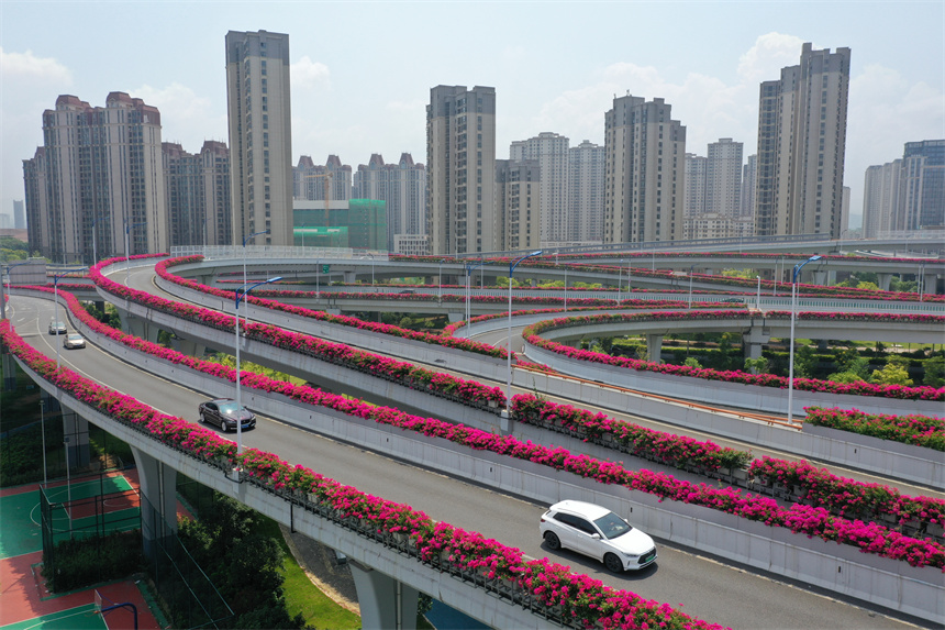 赣州万株三角梅盛放 高架路变"空中花园"