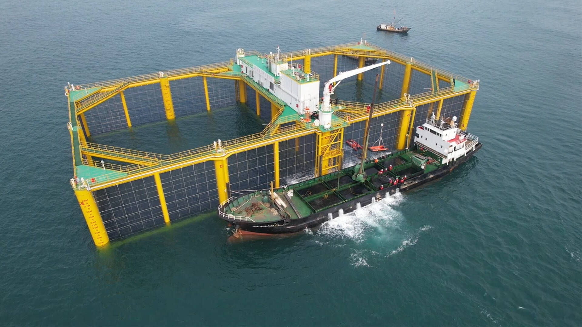 10万尾丨山东财金"海上粮仓壹号"网箱迎来首批三文鱼"宝宝"