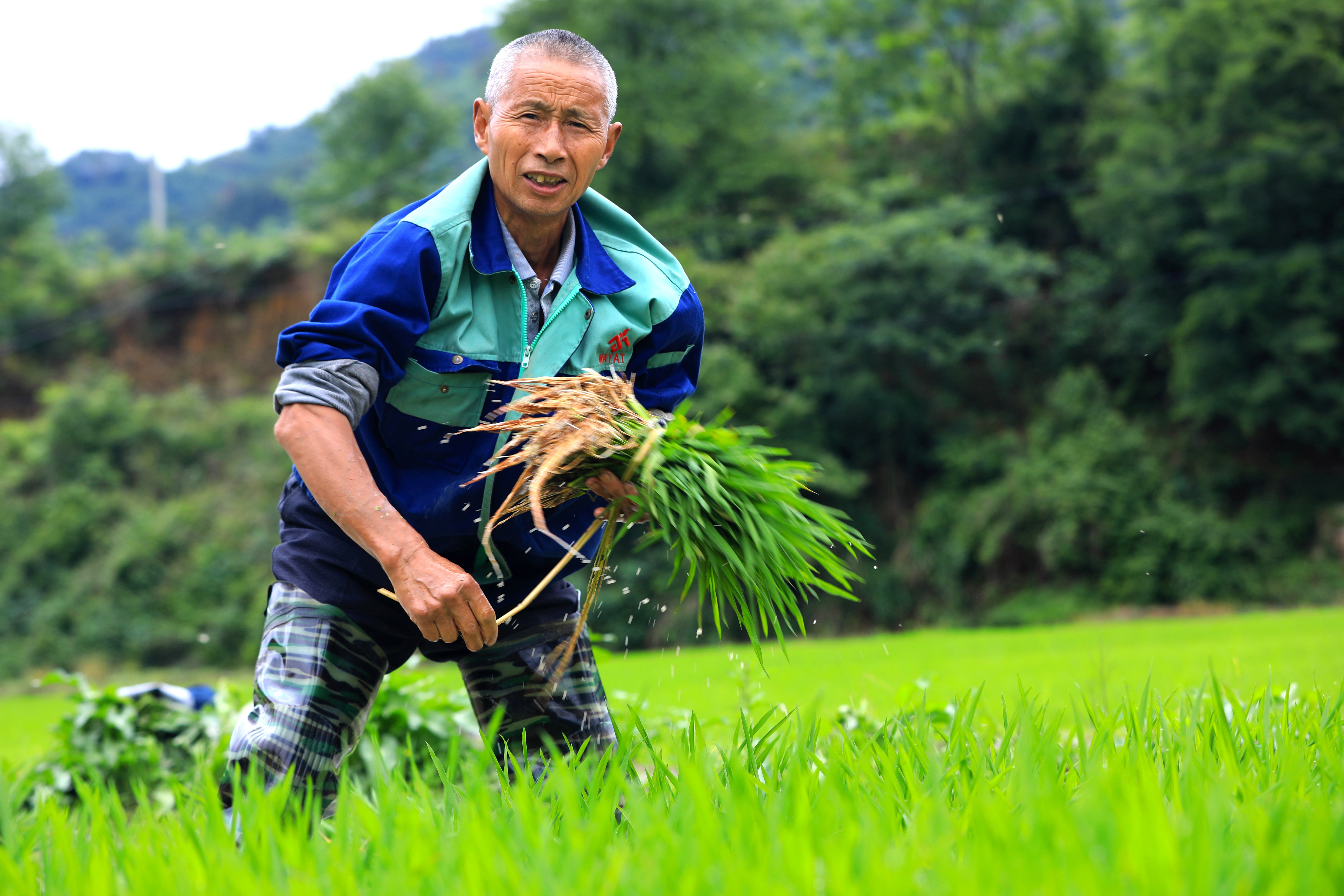 岑巩县思旸镇:杂交水稻制种父本移栽忙