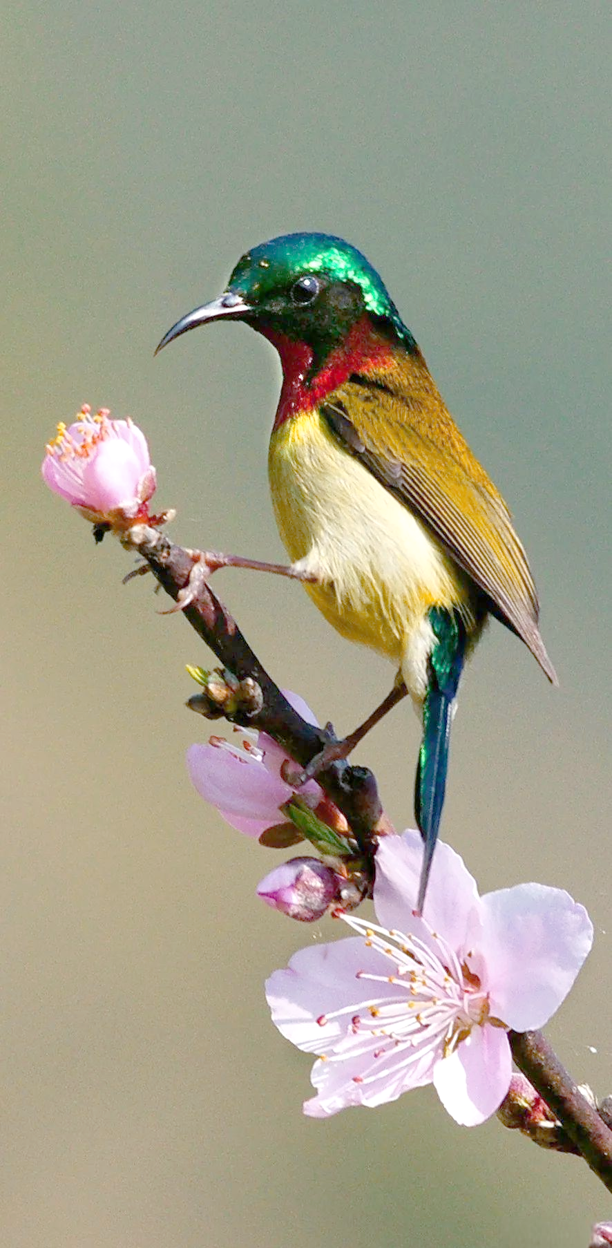 大田县野生鸟类探秘:众多珍稀鸟类栖息于此