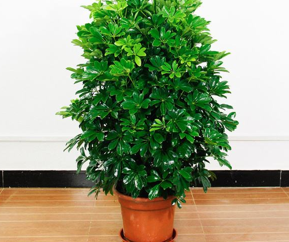 3种"健康树",养一盆放室内,散光下更旺,净化空气美观大气