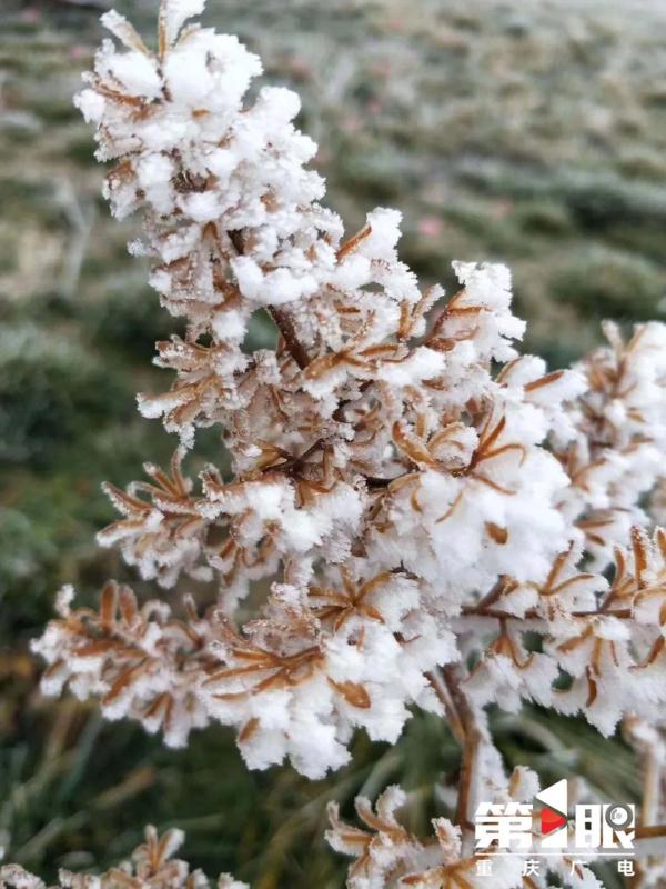 局地最低仅4℃ 重庆有冬日限定款冰花啦