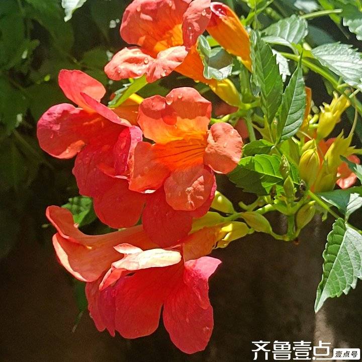 青未了/雨后凌霄花娇艳欲滴