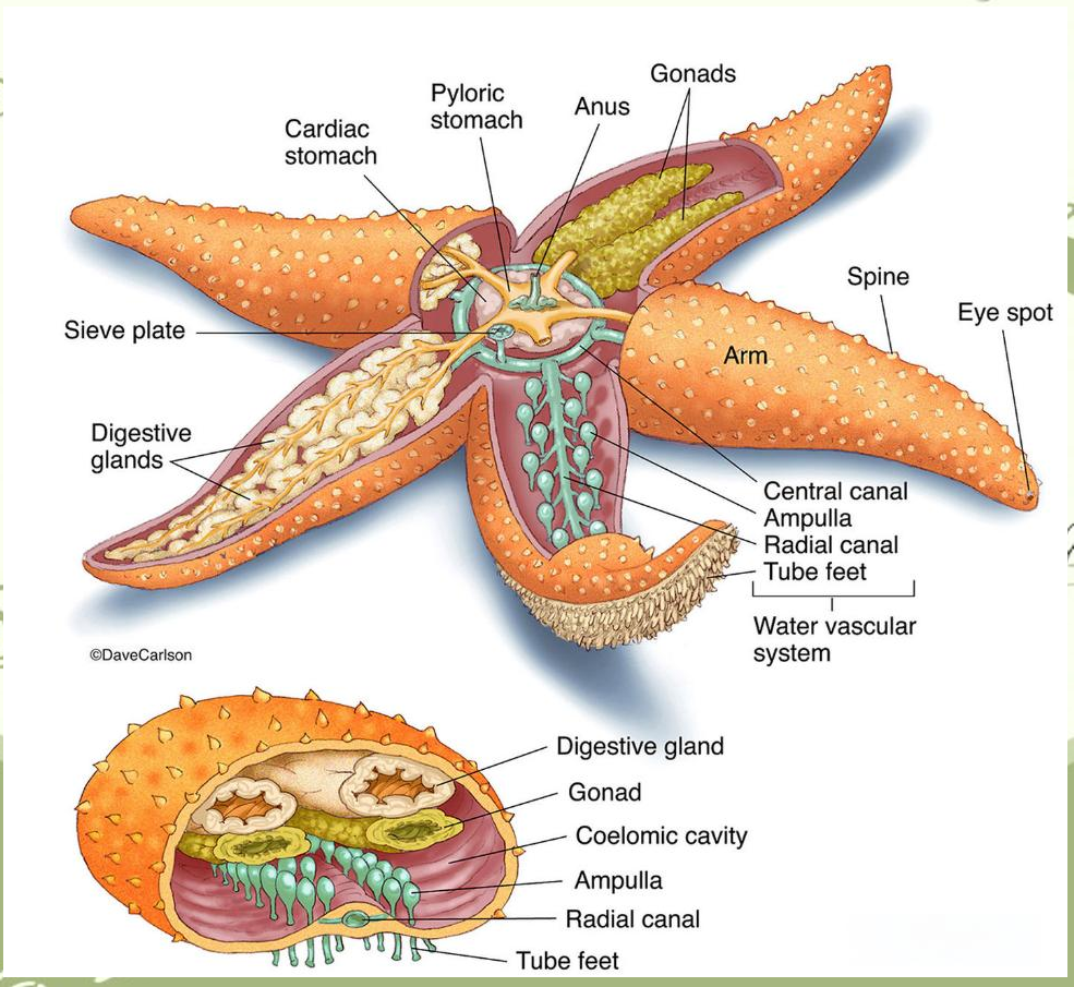 海星的神奇世界:从食肉动物到超级再生者