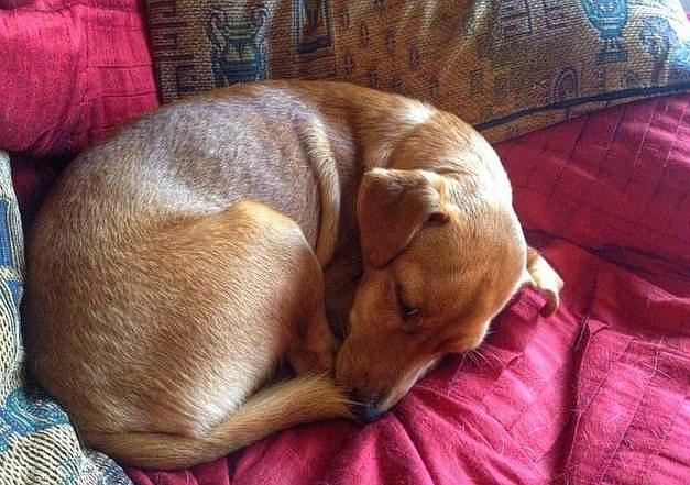 狗睡觉的姿势是怎样的