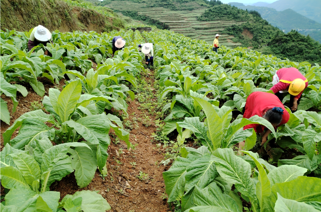 沿河泉坝镇:特色产业蓬勃发展 乡村振兴步履坚实