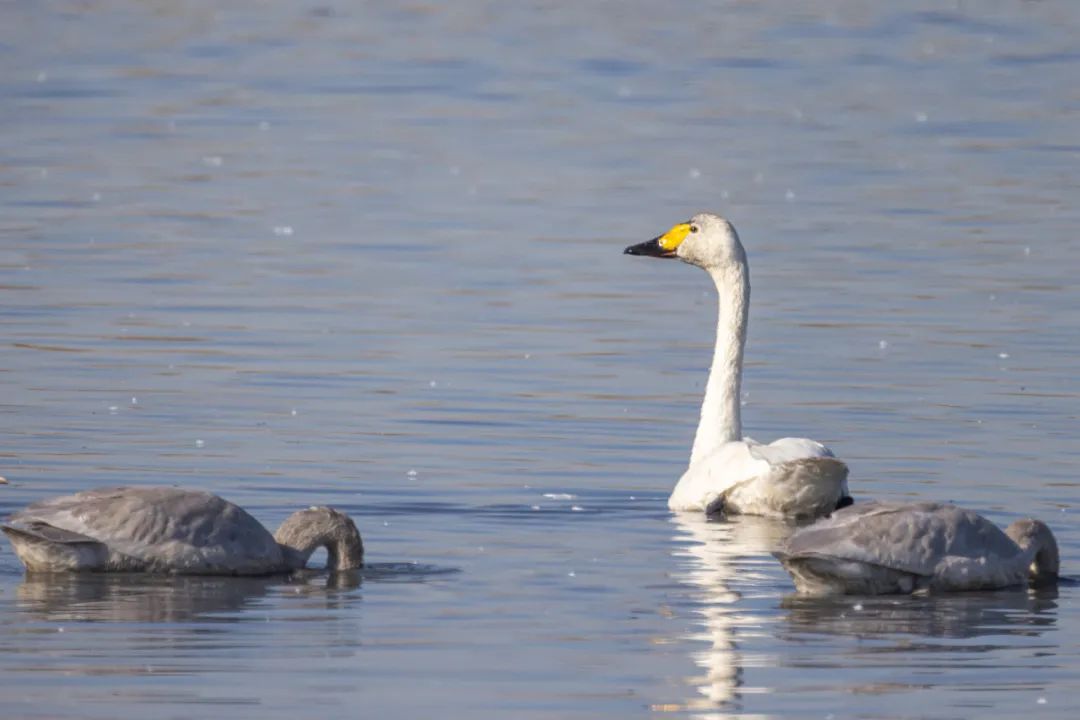 托克托县:首批越冬天鹅做客黄河湿地