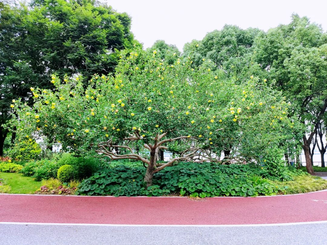 「提示」东岸滨江海滨木槿盛开,观赏指南请收好!