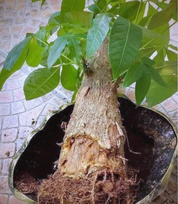 简单步骤,让烂根的发财树重焕生机