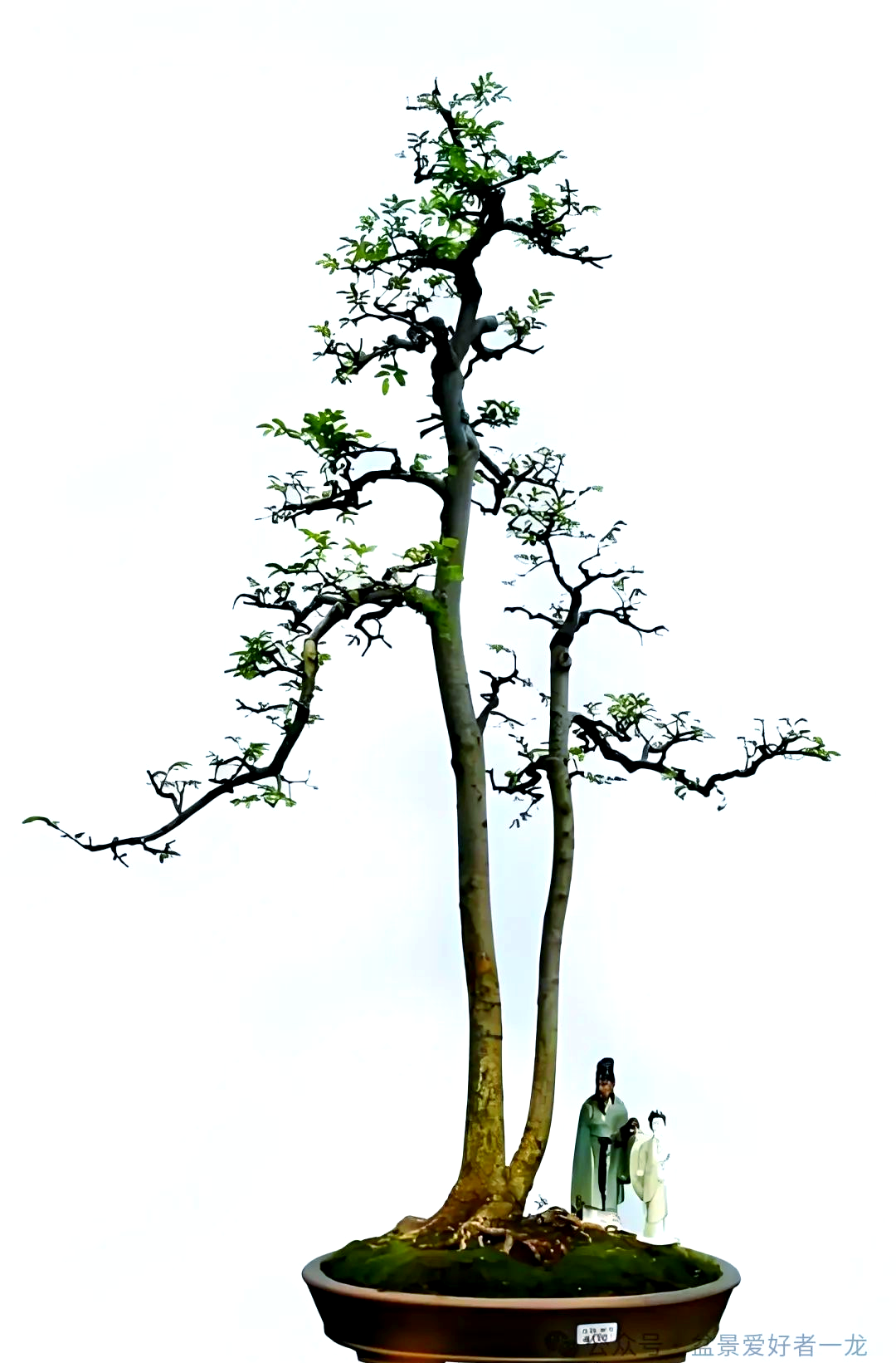 双杆盆景的多样神韵与造型要点解析