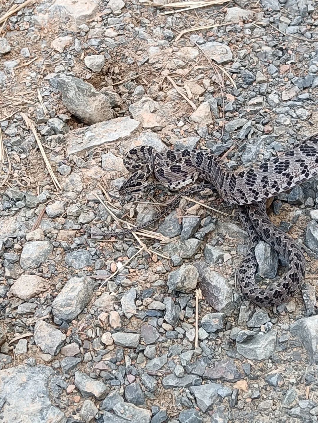 【生物多样性】巍山首次发现繁花林蛇