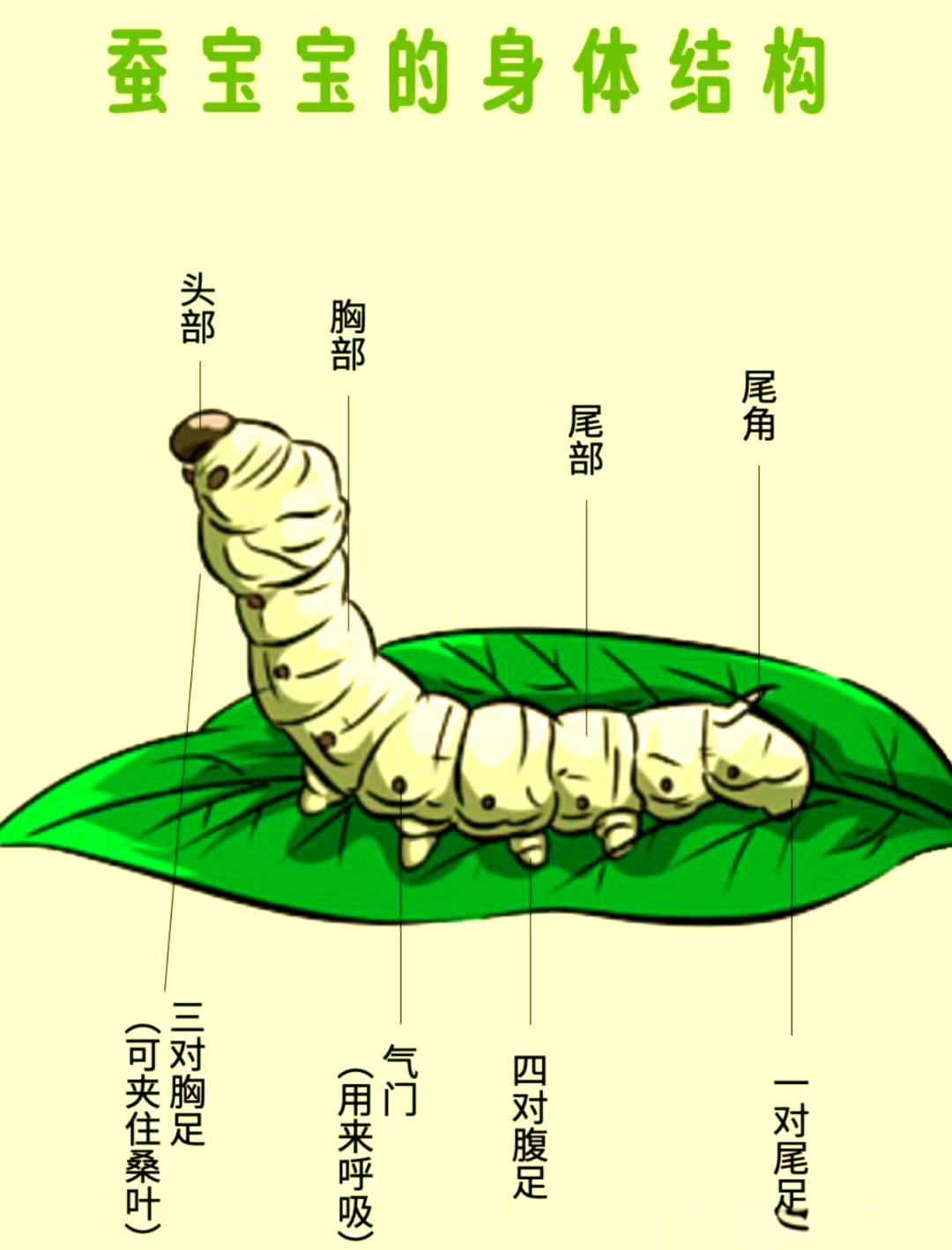 「花溪小学」"探索蚕世界"劳动课程
