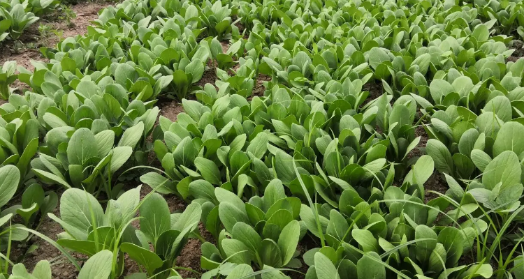 冬油菜的株行距是多少