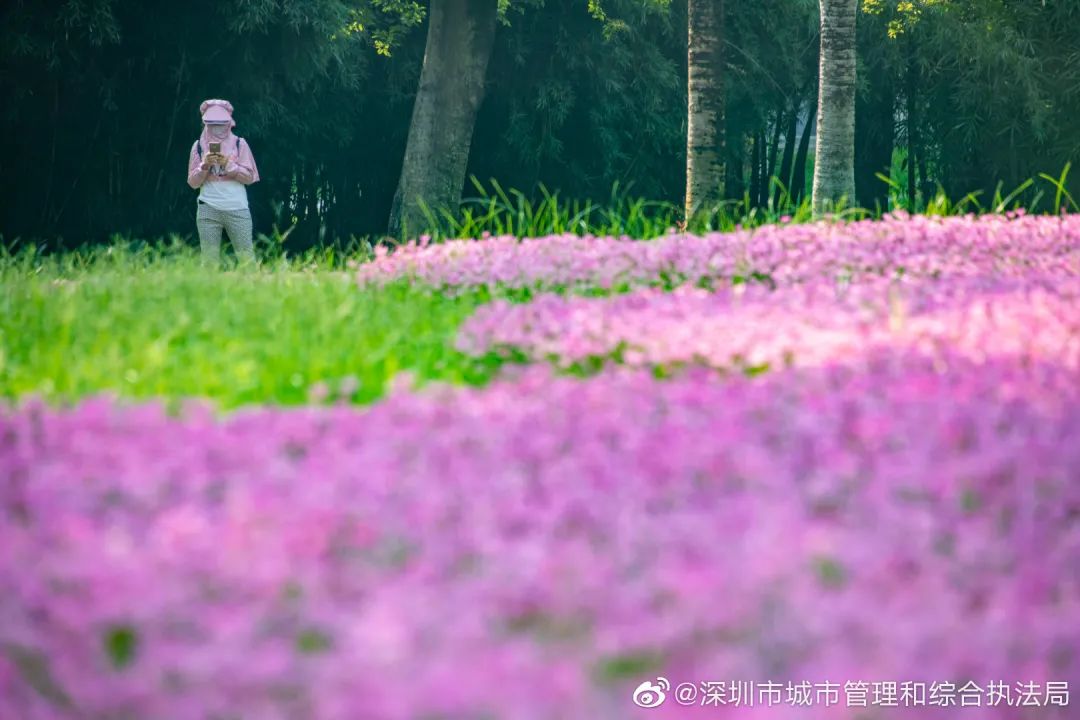 超好看!深圳这里已成粉色花海,快带上小伙伴来打卡啦